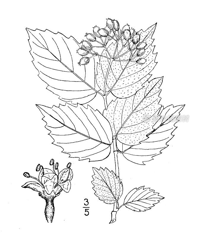 古植物学植物插图:荚蒾pubescens, Downy叶箭头木